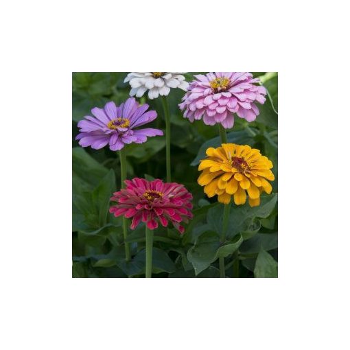 Zinnia elegans dahlia-flowered field grown mixure