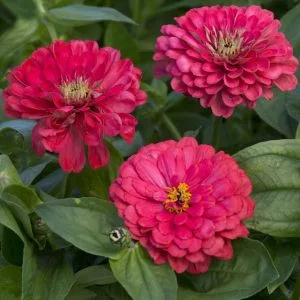 Zinnia elegans dahlia-flowered illumination