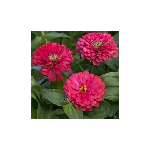 Zinnia elegans dahlia-flowered illumination