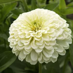Zinnia elegans dahlia-flowered isabellina