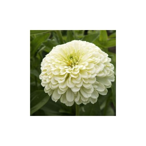 Zinnia elegans dahlia-flowered isabellina