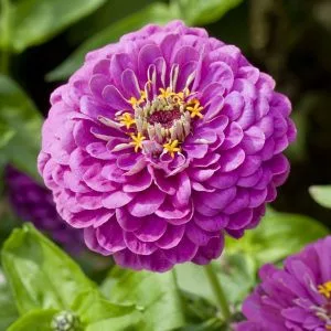 Zinnia elegans dahlia-flowered purple prince