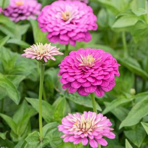 Zinnia elegans dream