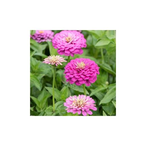 Zinnia elegans dream