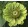 Zinnia elegans envy