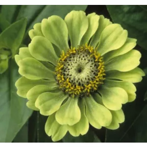 Zinnia elegans envy