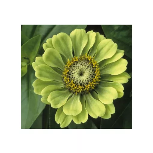 Zinnia elegans envy
