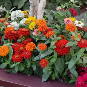 Zinnia elegans juliette mix