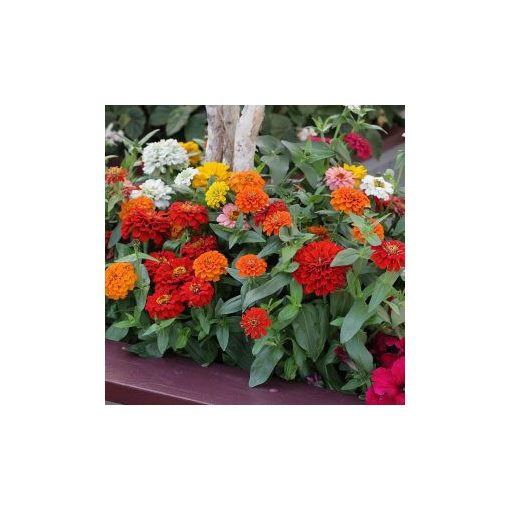 Zinnia elegans juliette mix