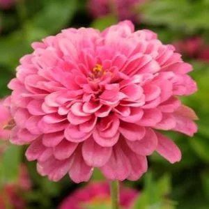 Zinnia elegans luminosa