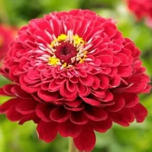 Zinnia elegans meteor