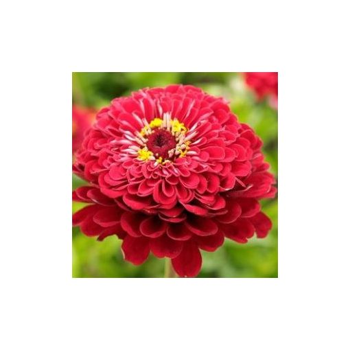 Zinnia elegans meteor