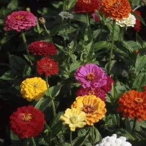 Zinnia elegans mixture