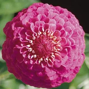 Zinnia elegans oklahoma carmine