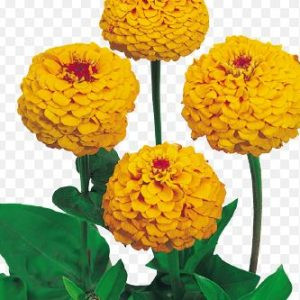 Zinnia elegans oklahoma golden yellow