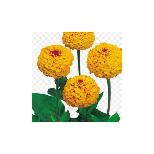 Zinnia elegans oklahoma golden yellow