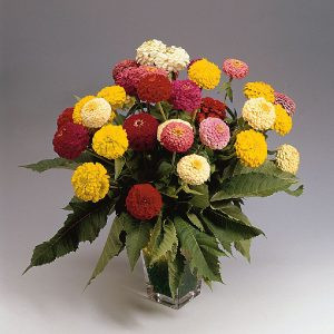 Zinnia elegans oklahoma mixture
