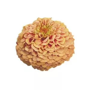 Zinnia elegans oklahoma salmon