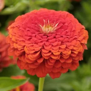 Zinnia elegans oriole