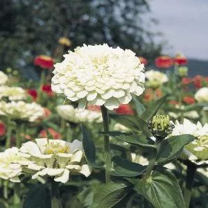 Zinnia elegans polar bear