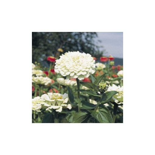 Zinnia elegans polar bear