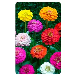 Zinnia elegans pumila floraplena mix