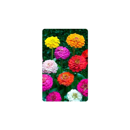 Zinnia elegans pumila floraplena mix