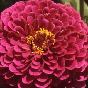Zinnia elegans purple prince