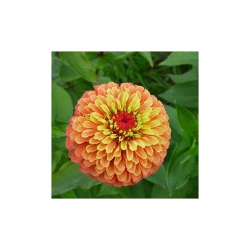 Zinnia elegans queen lime orange