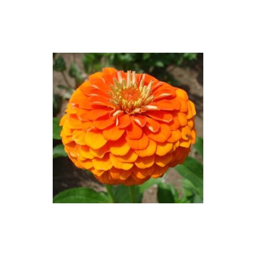 Zinnia elegans queen pure orange