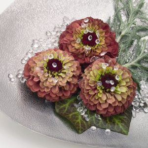 Zinnia elegans queen red lime