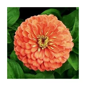 Zinnia elegans salmon queen