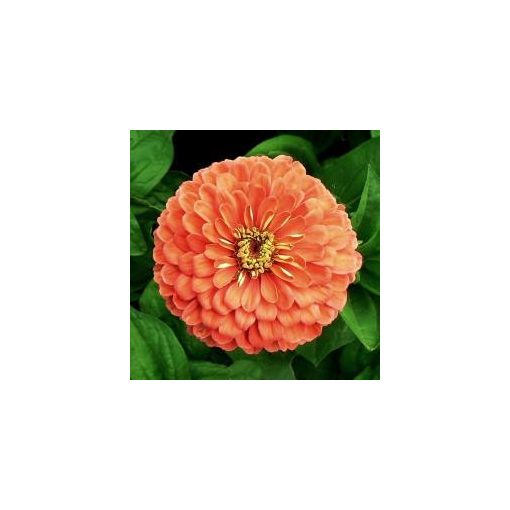 Zinnia elegans salmon queen