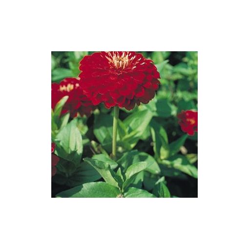 Zinnia elegans scarlet flame