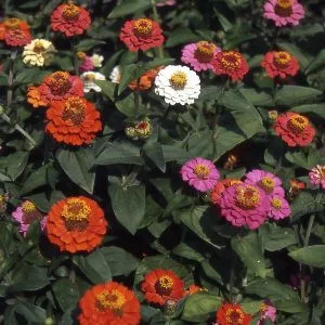 Zinnia elegans thumbelina mixture
