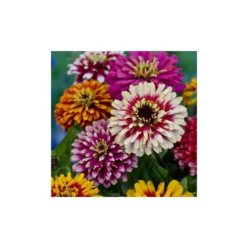 Zinnia elegans whirlygig improved mixture