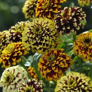 Zinnia haageana jazzy mixture