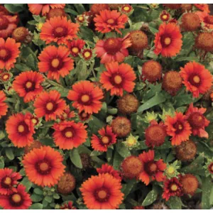   Gaillardia aristata Arizona Red Shades - Kokárdavirág (mag)