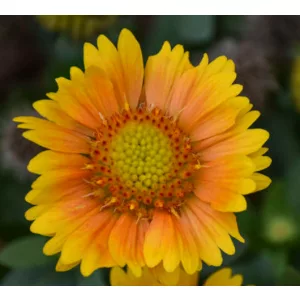   Gaillardia aristata Arizona Apricot Shades - Kokárdavirág (mag)