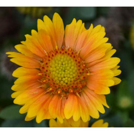 Gaillardia aristata Arizona Apricot Shades - Kokárdavirág (mag)