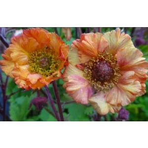 Geum East of Eaden - Gyömbérgyökér (mag)