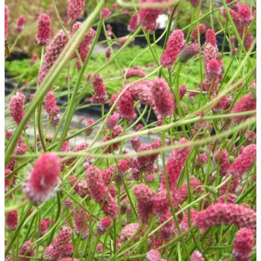 Sanguisorba officinalis Pink Elephant - Vérfű (mag)