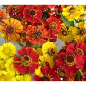 Helenium autumnale Mix - Napfényvirág (mag)