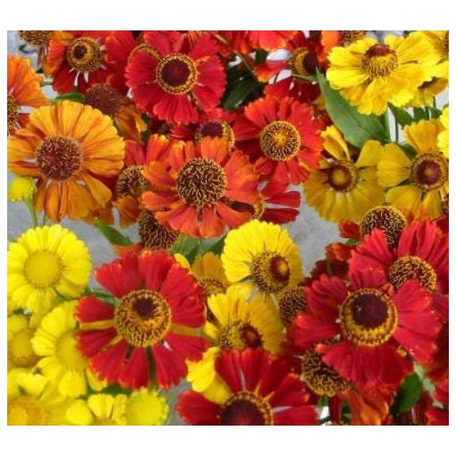 Helenium autumnale Mix - Napfényvirág (mag)