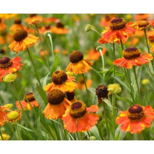 Helenium autumnale Sahins Early Flowerer - Napfényvirág (mag)