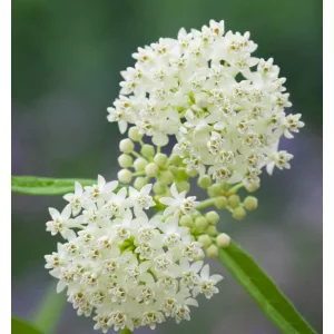   Asclepias incarnata Iceballett - Télálló kínai leander (mag)