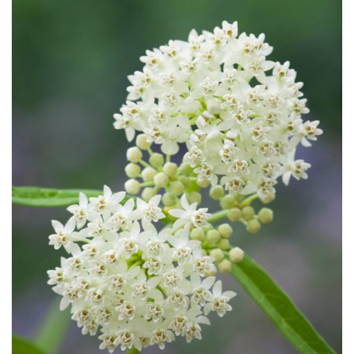 Asclepias incarnata Iceballett - Télálló kínai leander (mag)