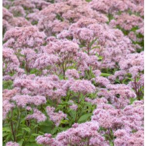 Eupatorium purpureum Purple Blush - Sédkender (mag)