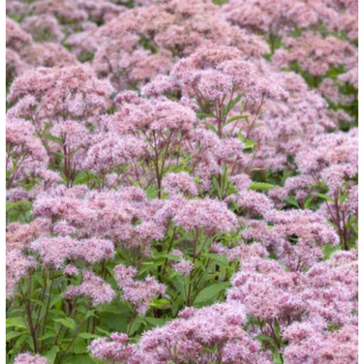 Eupatorium purpureum Purple Blush - Sédkender (mag)