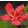 Hibiscus coccineus - Kenderlevelű mocsári hibiszkusz (mag)